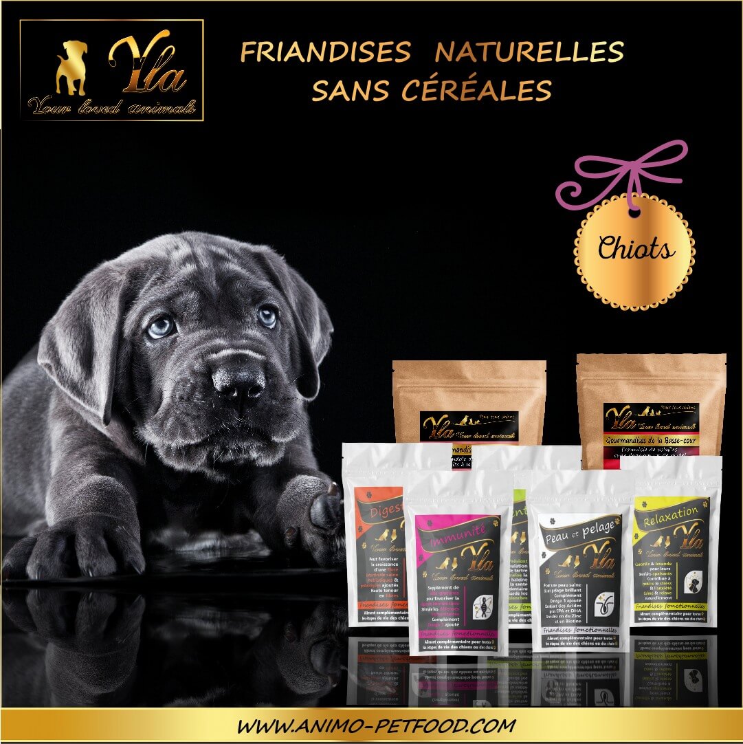 friandises naturelles pour chien et chat